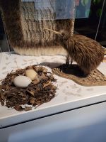 8-003b Bei den Maoris - Kiwi