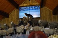 Agrodome - Schafshow