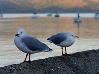 Akaroa