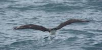 Albatros 