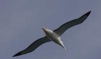 Albatross Otago Halbinsel