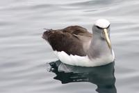 Albatross