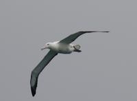 Albatross