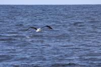 Albatross