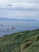 Albatrosse am Wellers Rock