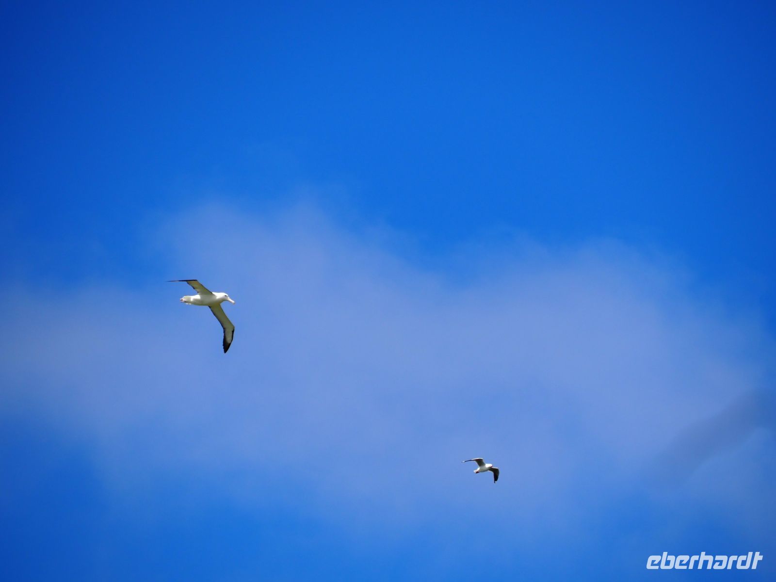 Albatrosse