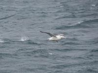 Albatrosse