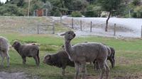 Alpakas auf der Farm