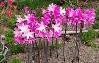 Amaryllis Belladonna