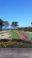 Auckland (3)