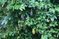 Bananen Maracuja