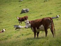 Banks Peninsula