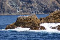 Bay of Islands (4)