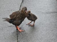 Bei den Pancake Rocks