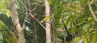 Bellbird, Kapiti Island 