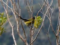 Bellbird