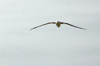 Besuch einer Albatross-Kolonie