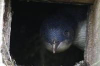 Blaupinguin