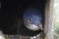 Blaupinguin