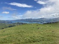 Blick auf Akaroa