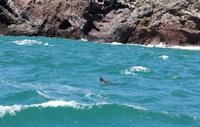 Bootsfahrt in der Bucht von Dunedin