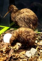 Brütende Kiwis