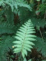 Bushwalk