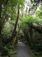 Bushwalk