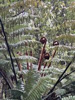 Bushwalk