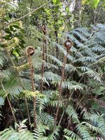 Bushwalk