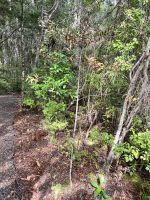 Bushwalk
