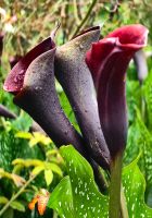 Callas in Matakoe