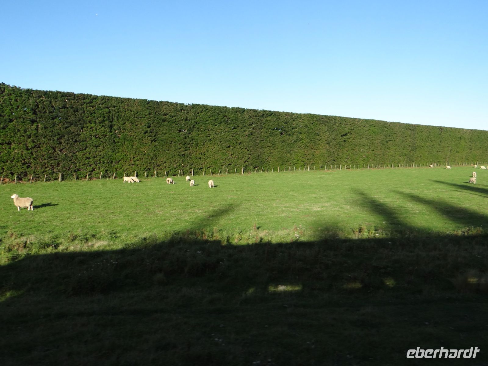 Canterbury Plains mit Schutzhecken und Schafen – ein typisches Motiv.