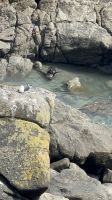 Cape Foulwind 