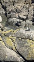 Cape Foulwind 