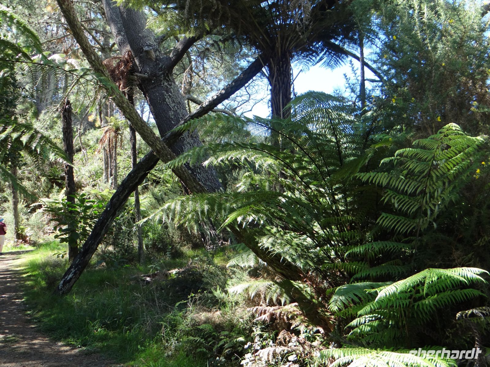 Cathedral Cove, unser Weg zum Strand 