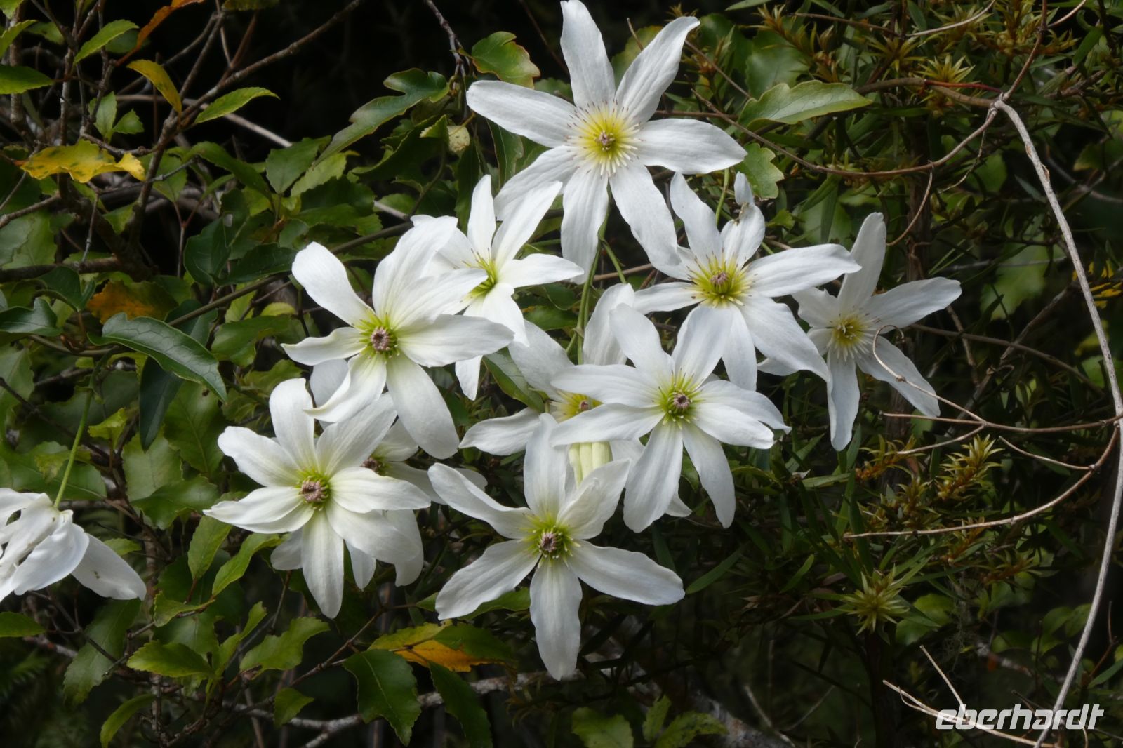 Clematisblüte