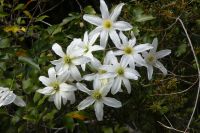 Clematisblüte