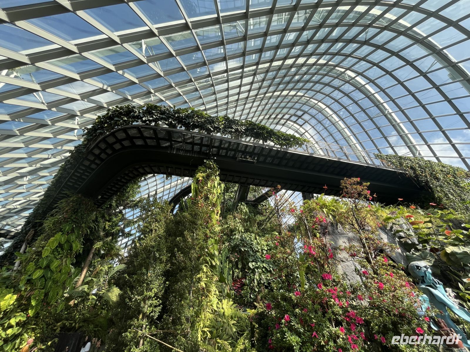 Cloud Forest