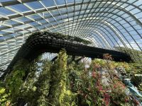 Cloud Forest