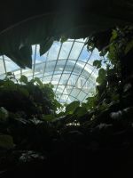Cloud Forest