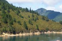 Cook Strait (9)