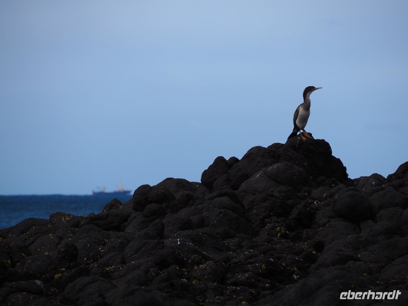 Cormoran