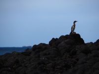 Cormoran