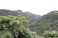 Coromandel Halbinsel 