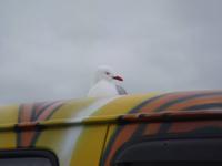 DSC03667.JPG