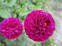 Dahlien