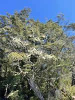 Dart River Safari
