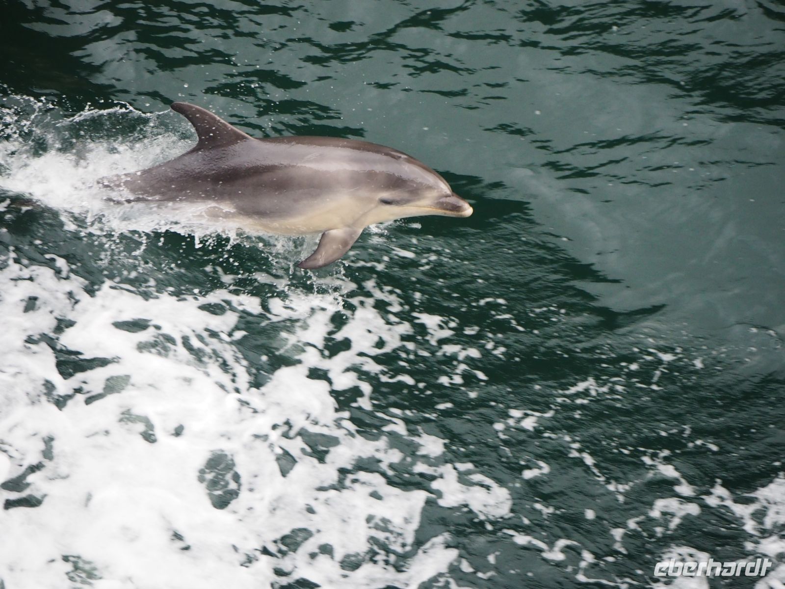 Delfin