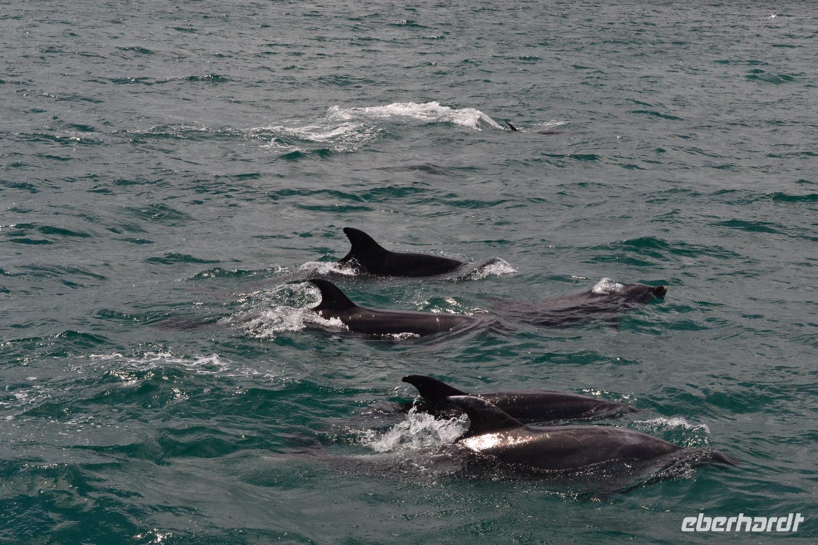 Delfine in der Bay of Islands